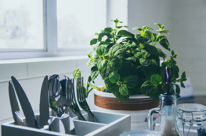 You Can Grow Your Own Food Without Any Land